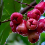 Rose Apple Wine Recipe – Easy Home Made Kerala Style Recipe