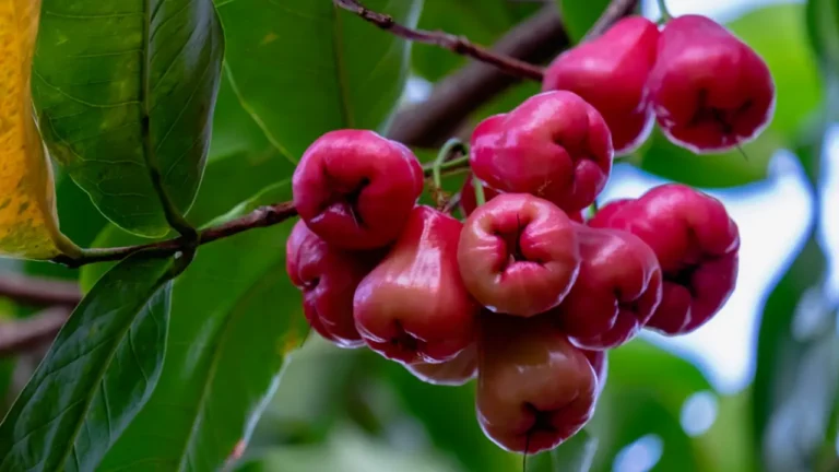 Rose Apple Wine Recipe – Easy Home Made Kerala Style Recipe